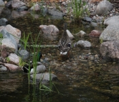 WestWood Ducks2013 002